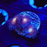 Mohawk Zoanthids Coral