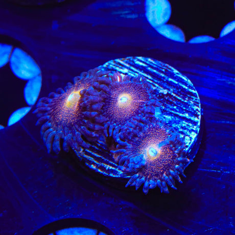 Mohawk Zoanthids Coral