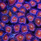 Mohawk Zoanthids Coral