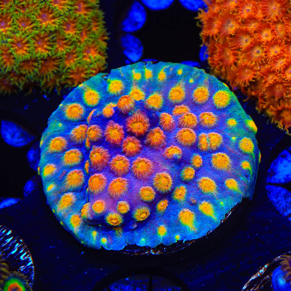 Monet Madness Cyphastrea Coral