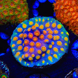 Monet Madness Cyphastrea Coral