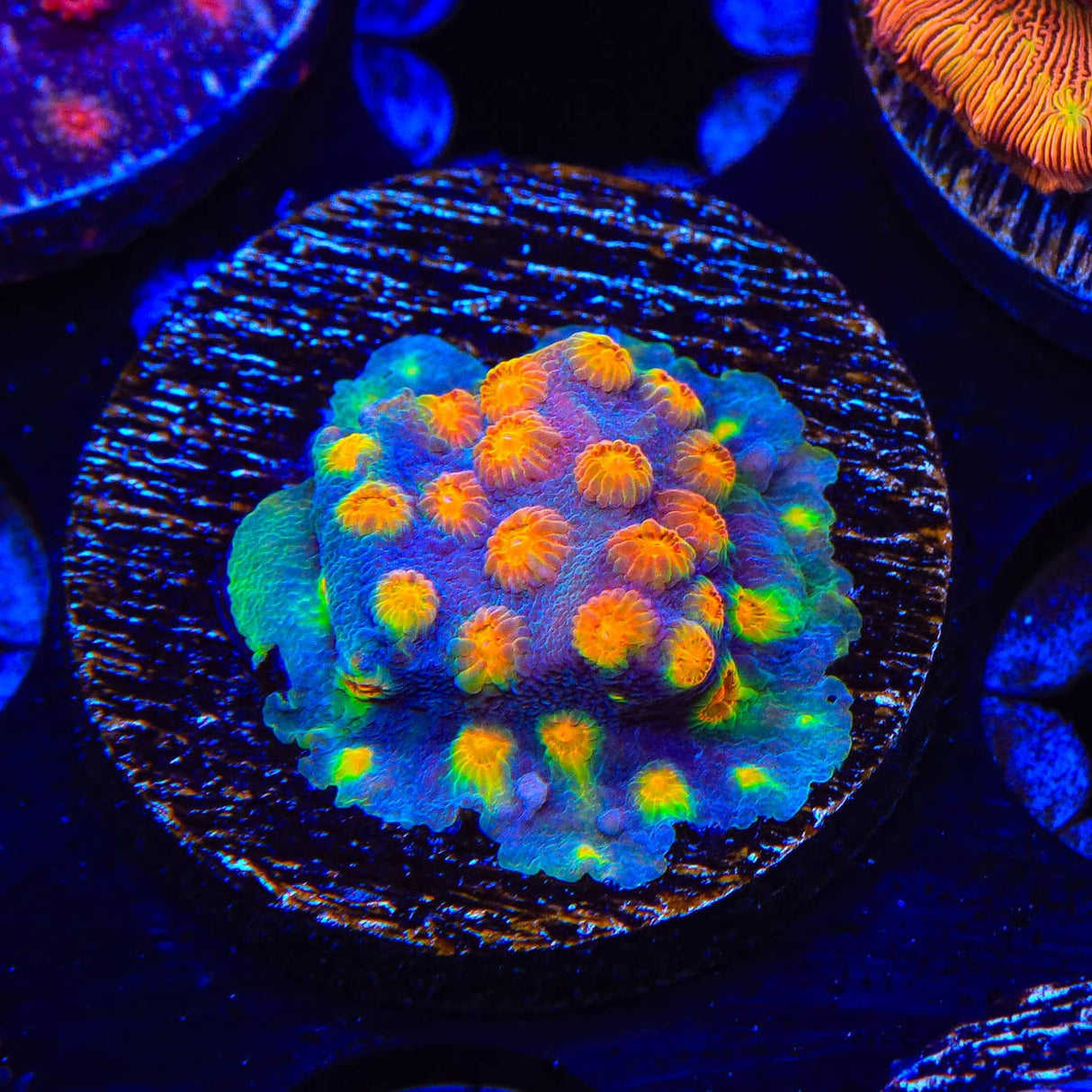 Monet Madness Cyphastrea Coral