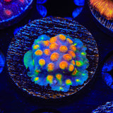 Monet Madness Cyphastrea Coral