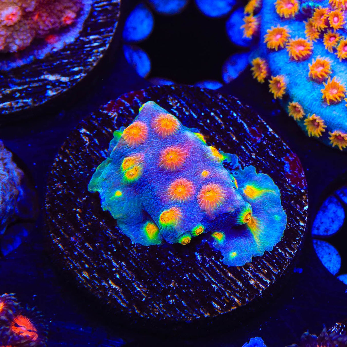 Monet Madness Cyphastrea Coral
