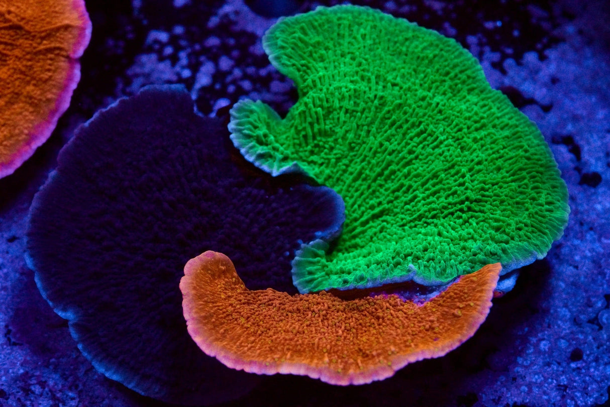 Monti Cap Combo Colony