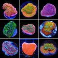 Montipora 3 Coral Frag Pack