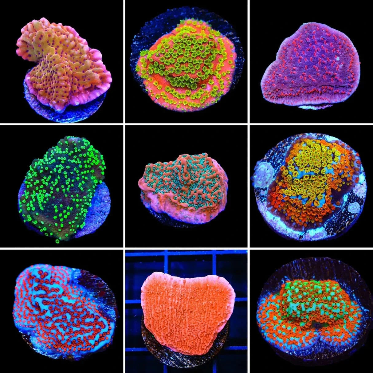 Montipora 3 Coral Frag Pack