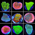 Montipora 3 Coral Frag Pack