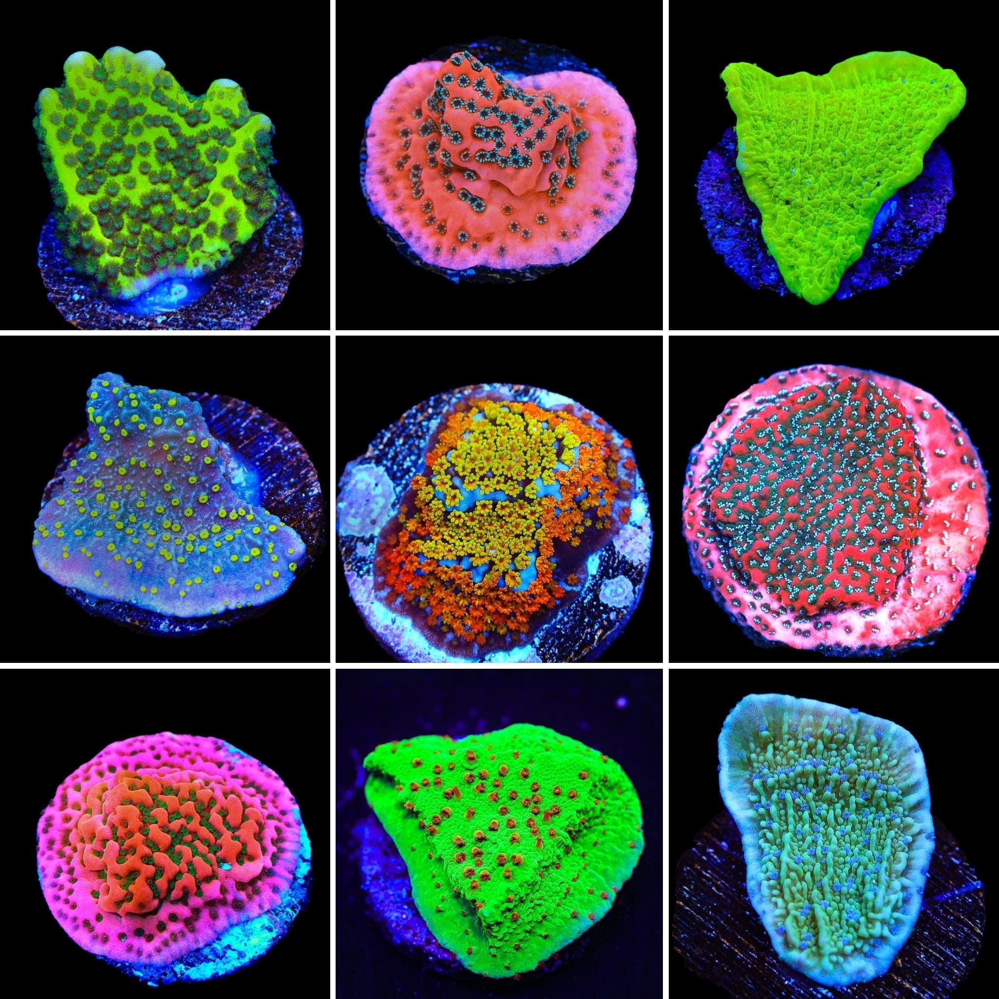 Montipora 3 Coral Frag Pack