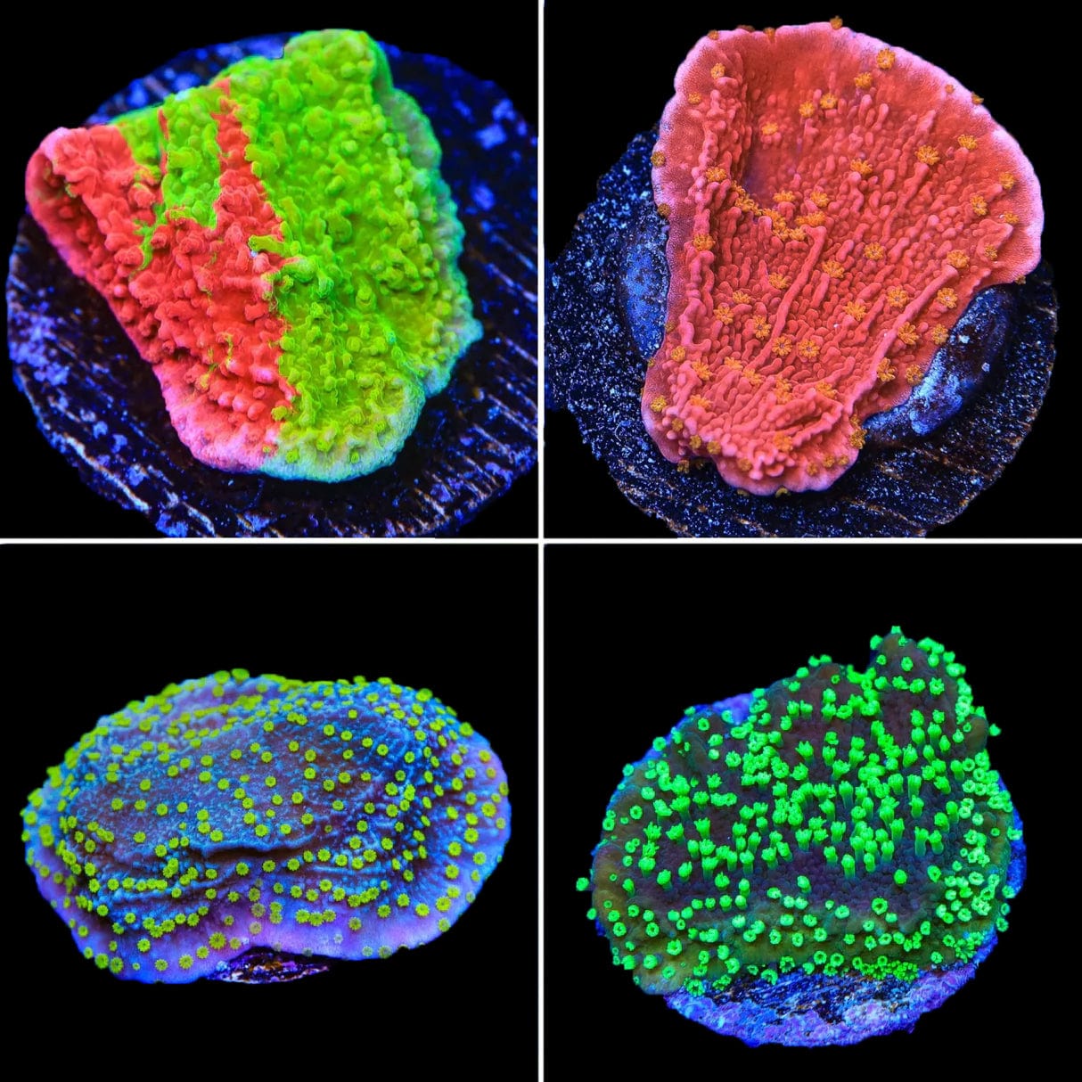 Montipora Capricornis Coral Frag Pack