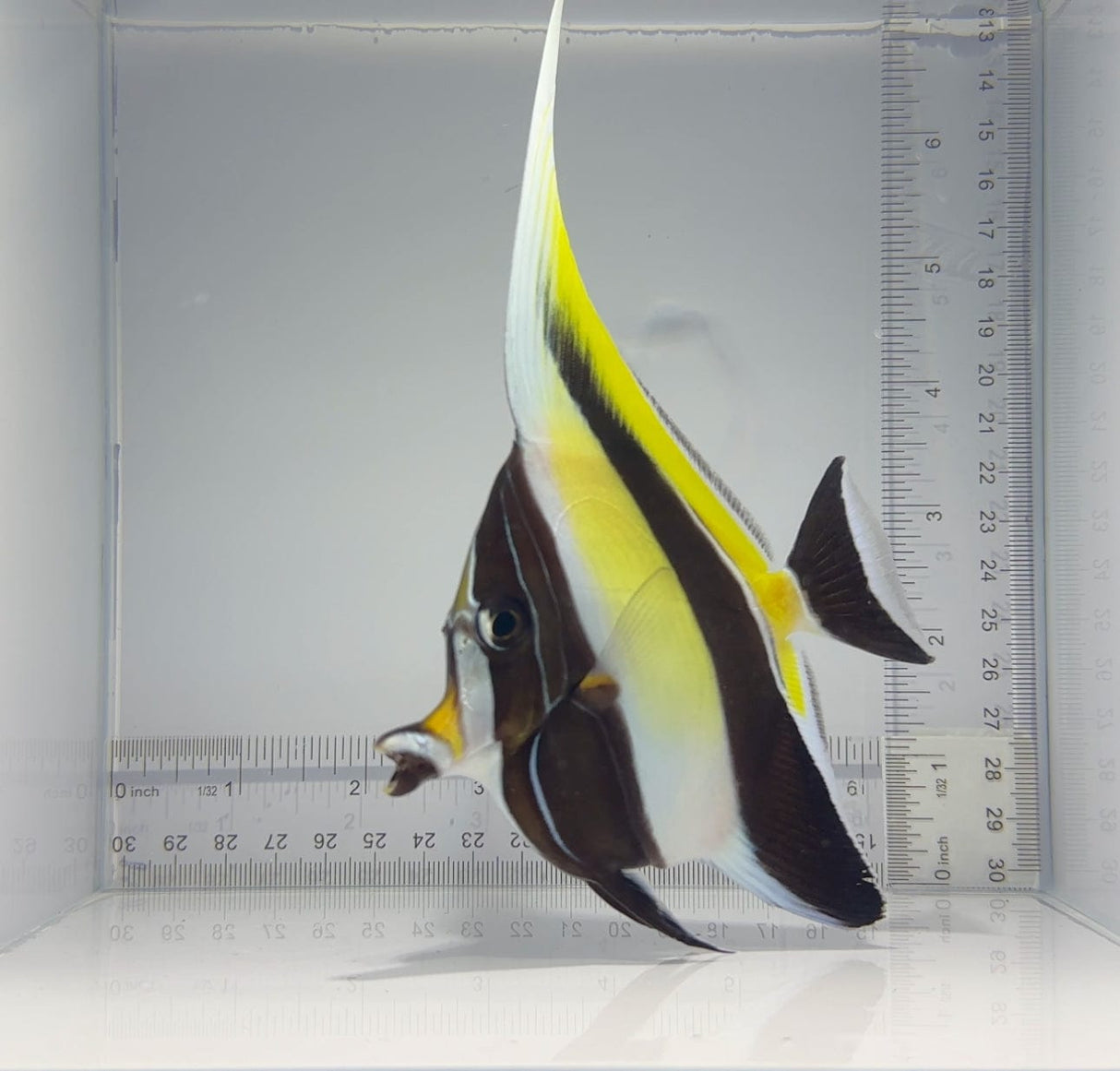 Moorish Idol Fish