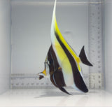 Moorish Idol Fish