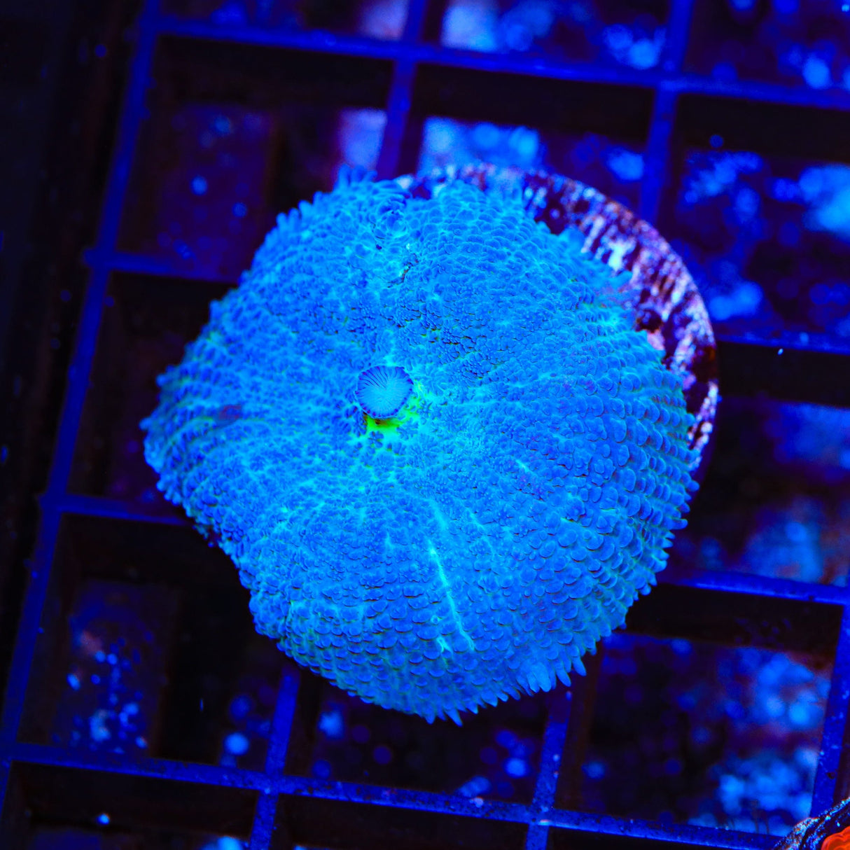 Morning Frost Mushroom Coral