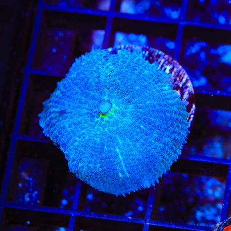 Morning Frost Mushroom Coral