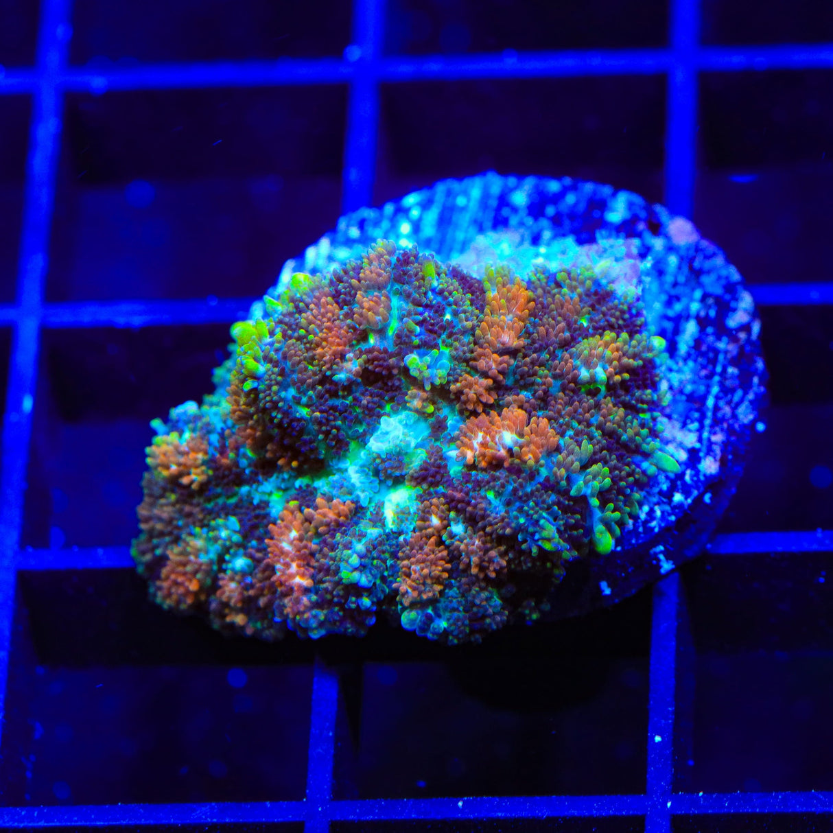 Moss Posh Mushroom Coral