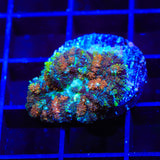 Moss Posh Mushroom Coral