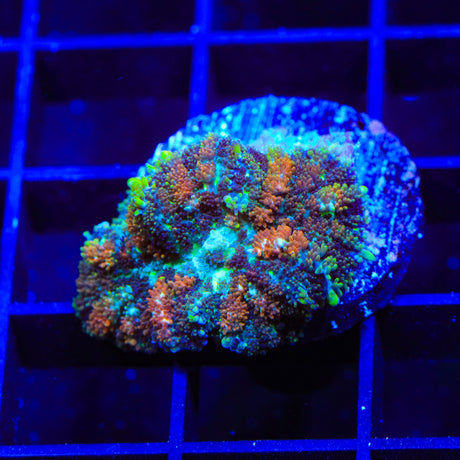 Moss Posh Mushroom Coral