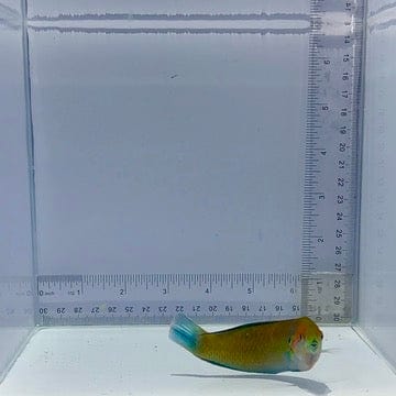 Moyeri Leopard Wrasse Fish