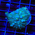 Mr Freeze Bounce Mushroom Coral