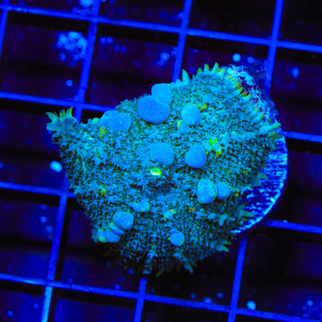 Mr Freeze Bounce Mushroom Coral