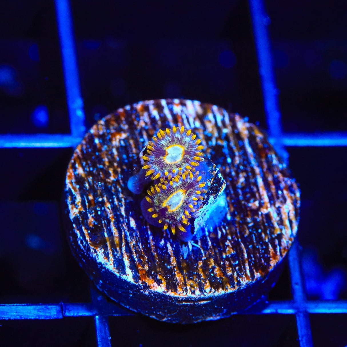 Murder Hornet Zoanthids Coral