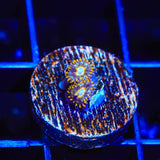 Murder Hornet Zoanthids Coral