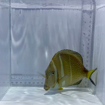 Mustard Tang Fish