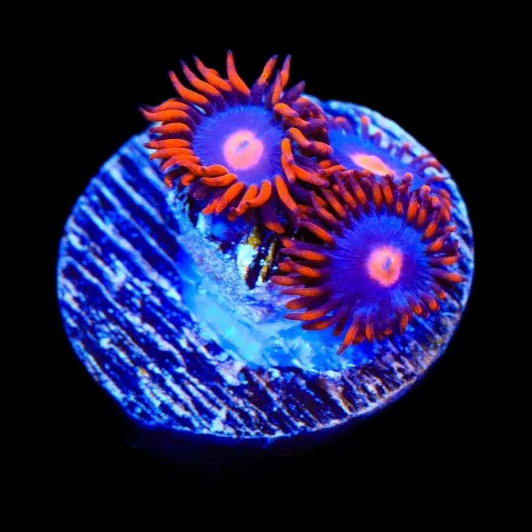 My Clementines Zoanthids Coral