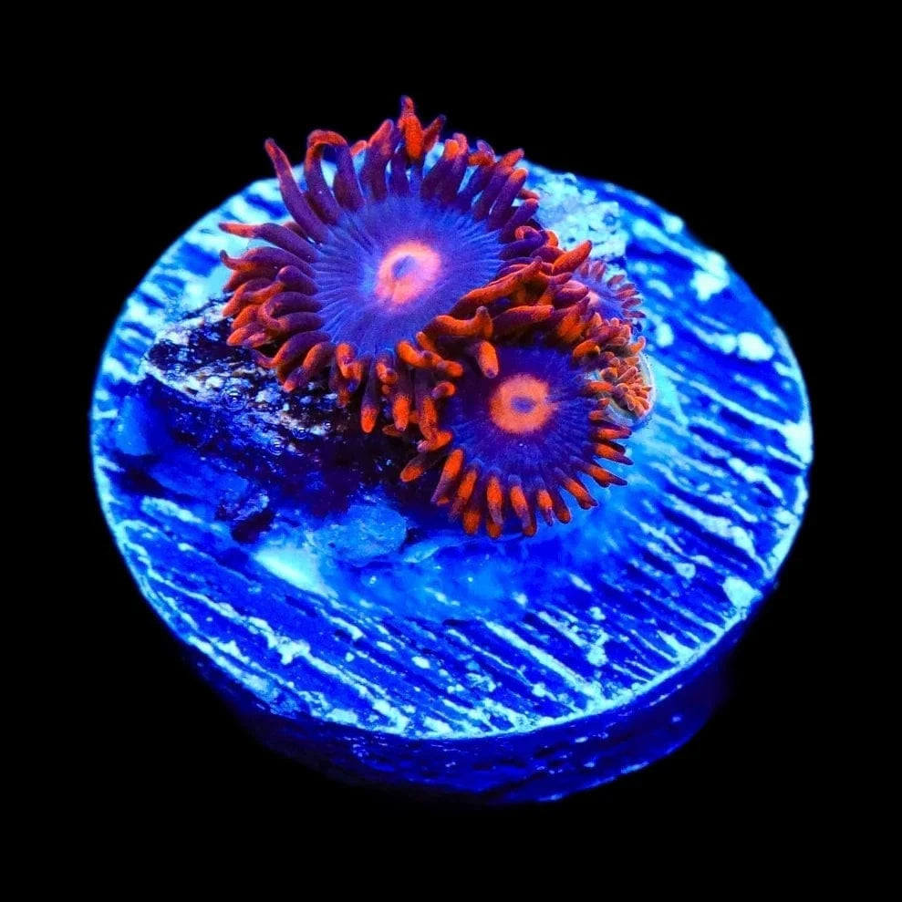 My Clementines Zoanthids Coral