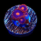 My Clementines Zoanthids Coral