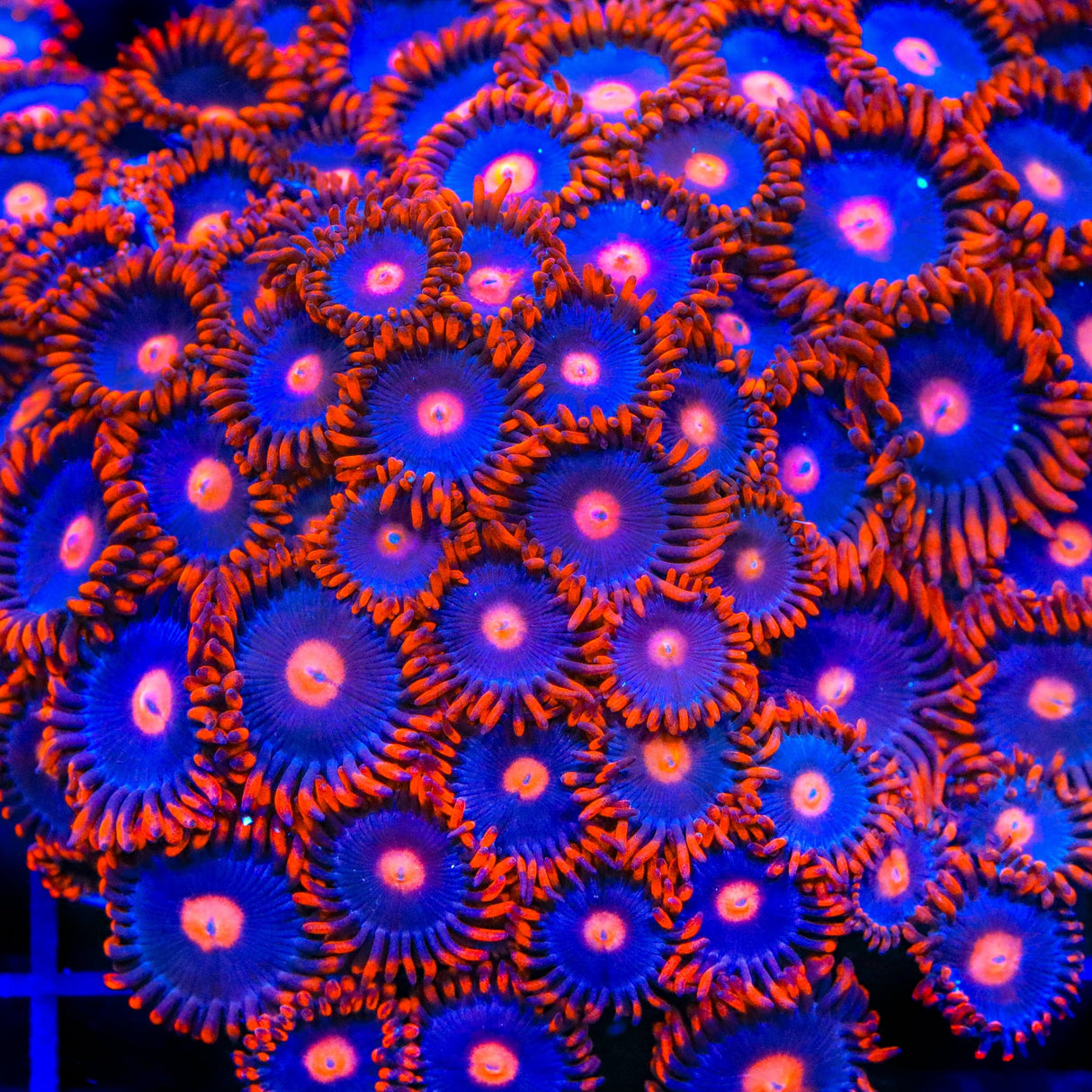 My Clementines Zoanthids Coral