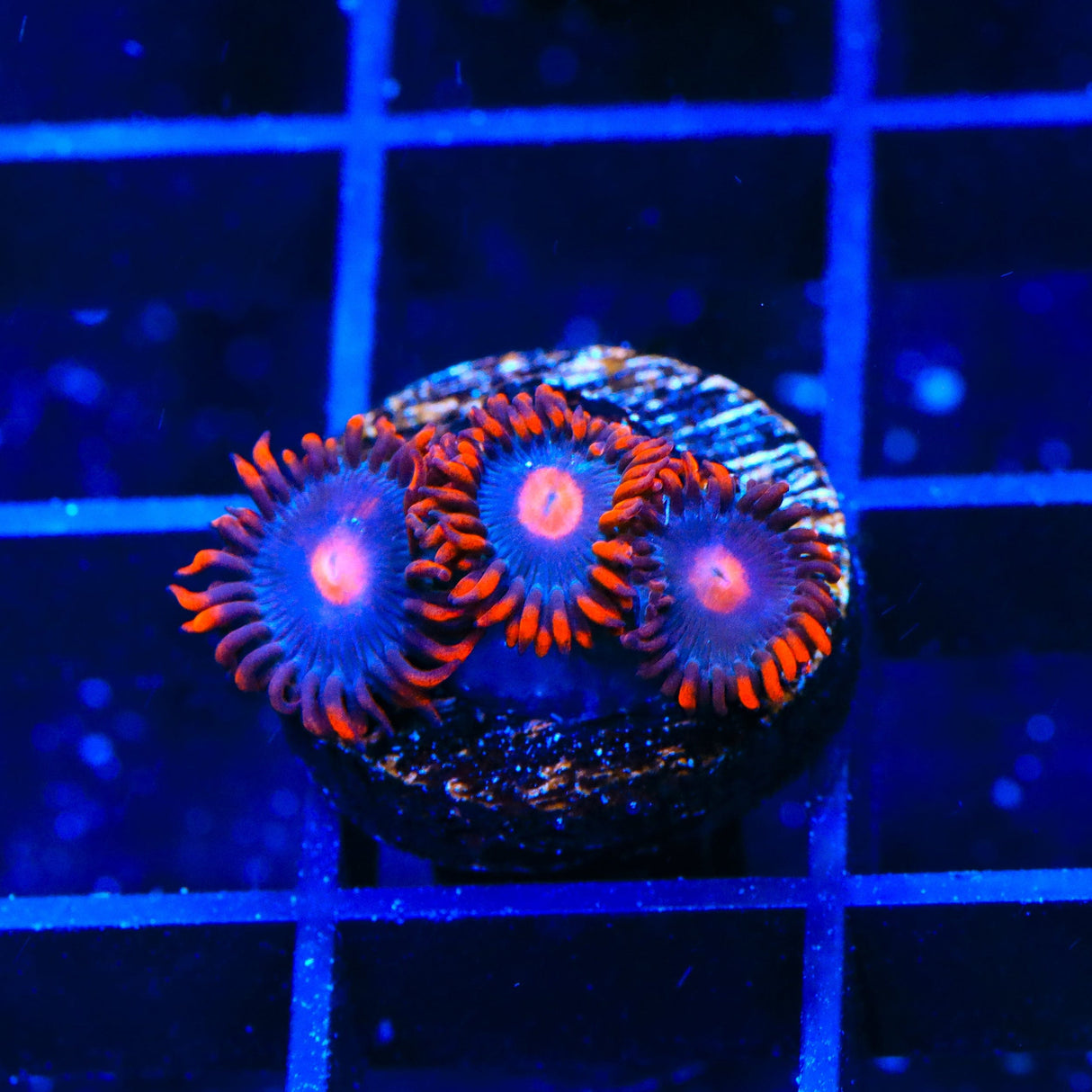 My Clementines Zoanthids Coral