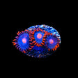 My Clementines Zoanthids Coral