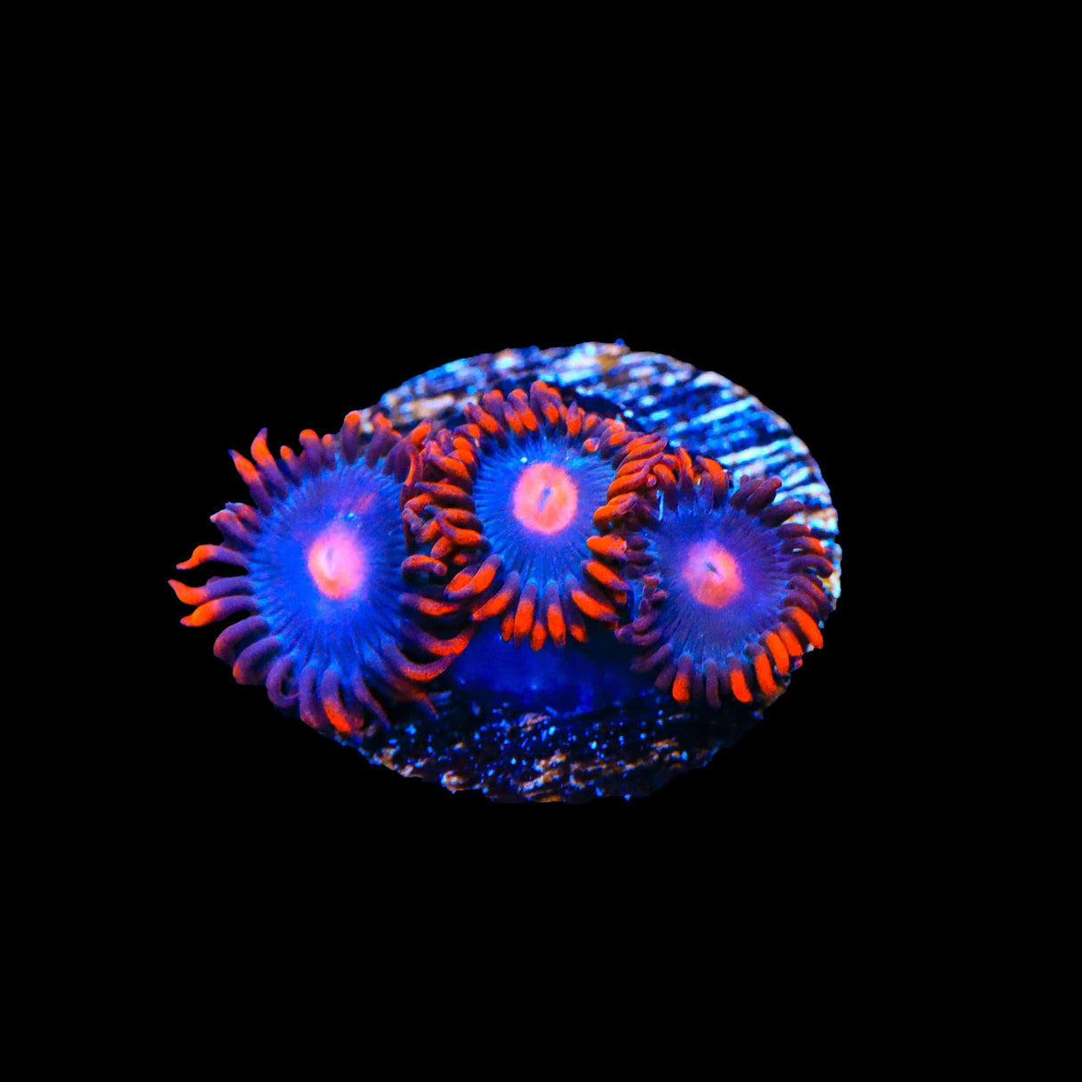 My Clementines Zoanthids Coral