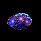 My Clementines Zoanthids Coral