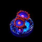 My Clementines Zoanthids Coral