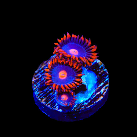 My Clementines Zoanthids Coral