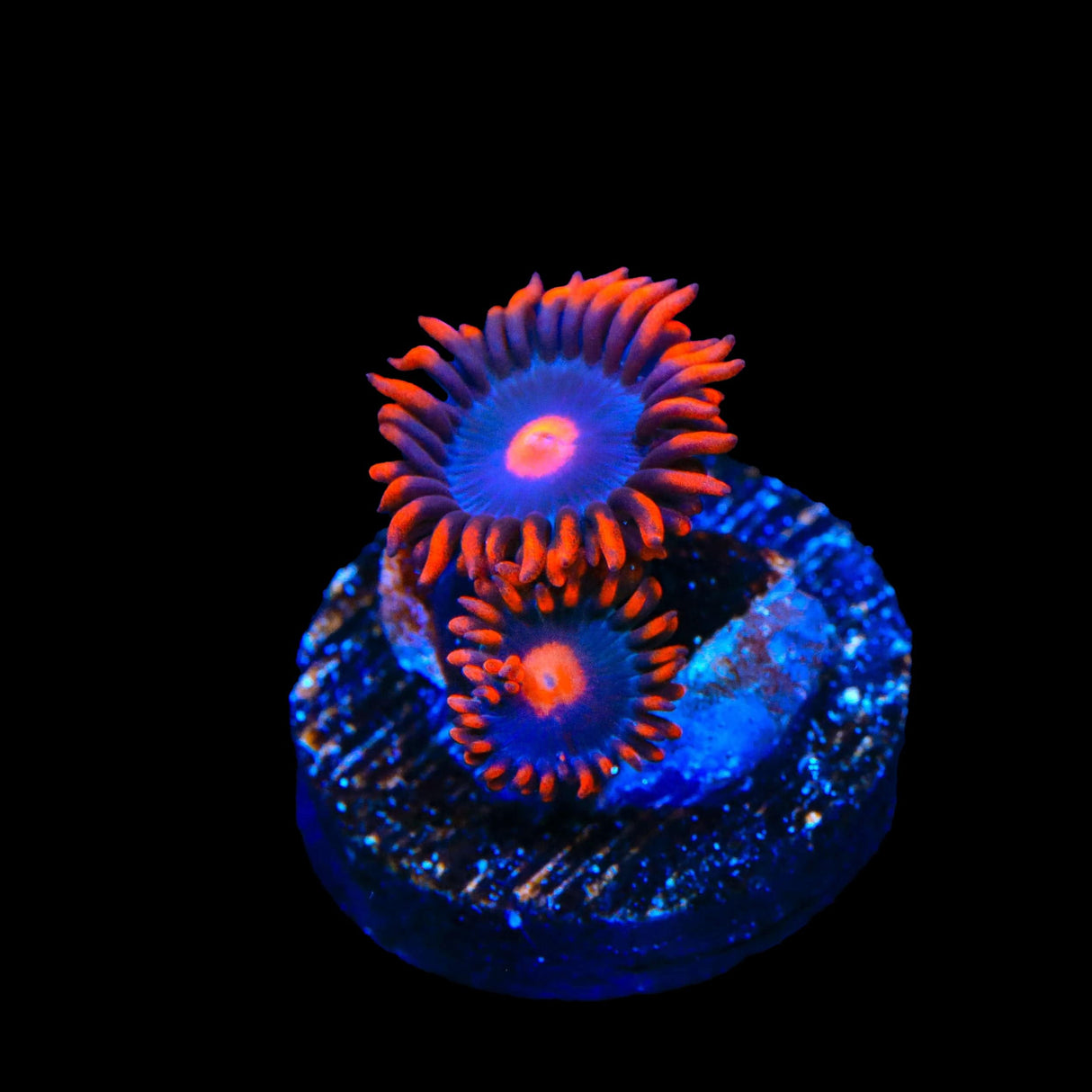 My Clementines Zoanthids Coral