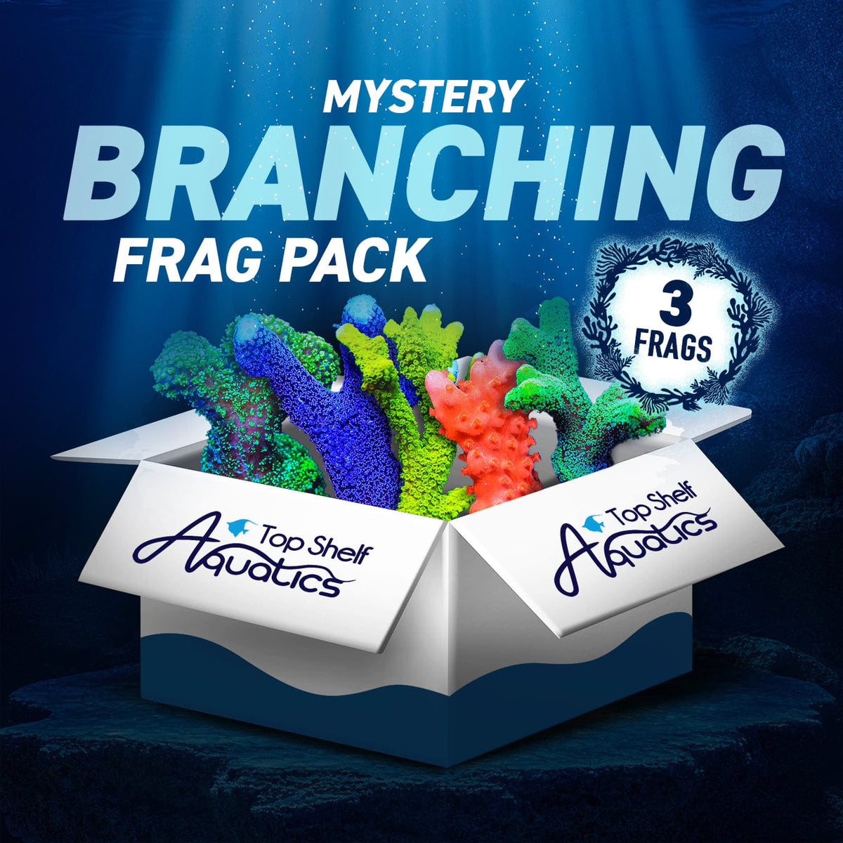Mystery Branching 3 Coral Frag Pack – Top Shelf Aquatics