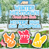 Mystery High End Acropora Coral