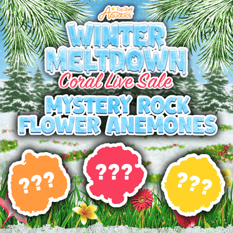 Mystery Rock Anemones