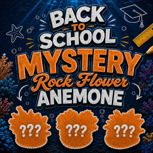 Mystery Rock Anemones