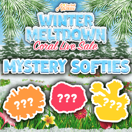 Mystery Softie Coral