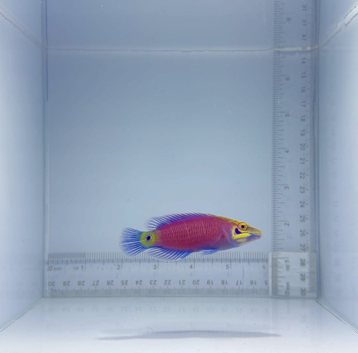 Mystery Wrasse Fish