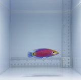 Mystery Wrasse Fish