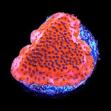 Mystic Sunset Montipora Coral