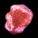 Mystic Sunset Montipora Coral
