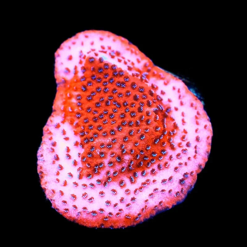 Mystic Sunset Montipora Coral
