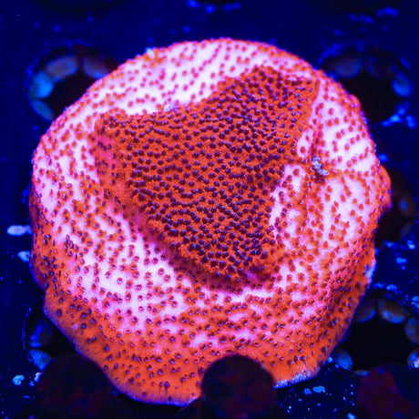 Mystic Sunset Montipora Coral