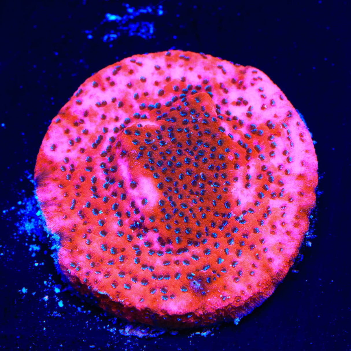 Mystic Sunset Montipora Coral